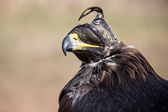 EAGLE 10